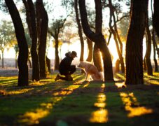 The animal connection seen between a human and a dog. They are between several trees with the human bending down and interacting with the dog. The sun is shining on the grass.