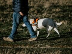 A photo showcasing animal care with a man walking with his service dog. The man is wearing a winter coat and the dog is on a leash with his service harness on.