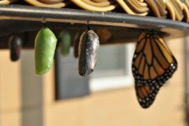 When teaching children about post-traumatic growth in terms they can understand, remind them of a butterfly like the one shown in this image. The butterfly must go through the caterpillar and cocoon phases and the develop into a beautiful butterfly.